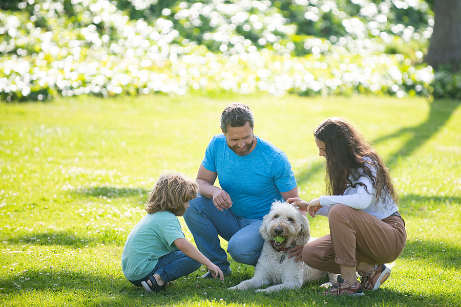 How to Provide for Pets in Your Will